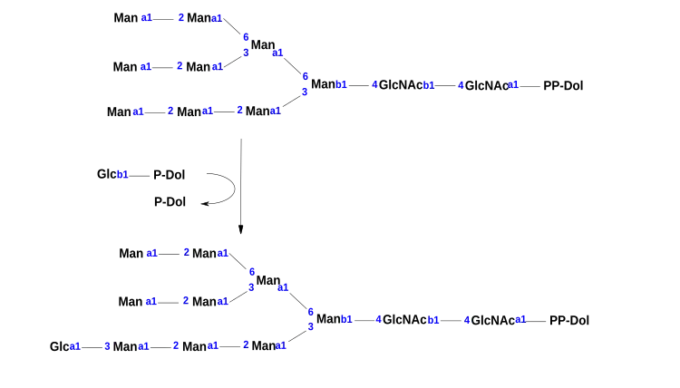 This is the chemical reaction that is mediated by the enzyme dolichyl-P-Glc:Man9GlcNAc2-PP-dolichol alpha-1,3-glucosyltransferase.