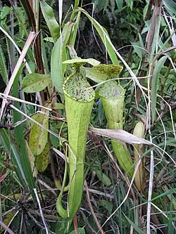 N. reinwardtiana ×N. stenophylla