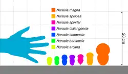 Size comparison of all species