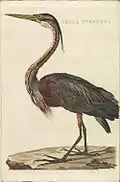 Ardea purpurea (Purple heron), print 180