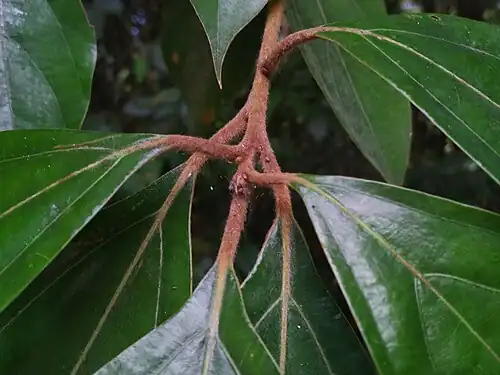 Dense brown hairs on twigs and petioles