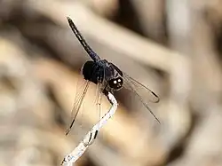 Male, forward quarter