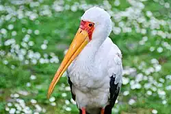 Weltvogelpark Walsrode, Germany