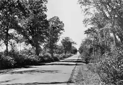 Black and white photograph of a narrow, tree-lined paved road