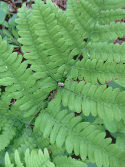 Harvestman on an oak fern