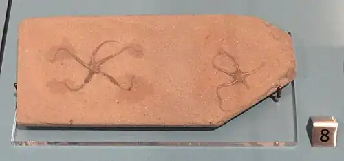 Fossile of Ophioderma egertoni (Early Jurassic)