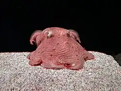 Photograph of small, pink octopus in aquarium.