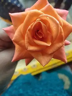 Orange coloured Rose from Utnoor Telangana, India