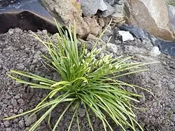 Scapes arising from tuft of leaves
