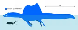 Diagram with the silhouettes of a swimming Oxalaia and a scuba diver in side view, the dinosaur is roughly over seven times longer than the human