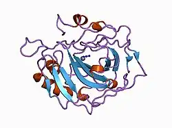 1cva: STRUCTURAL AND FUNCTIONAL IMPORTANCE OF A CONSERVED HYDROGEN BOND NETWORK IN HUMAN CARBONIC ANHYDRASE II