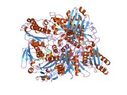 1wyg: Crystal Structure of a Rat Xanthine Dehydrogenase Triple Mutant (C535A, C992R and C1324S)