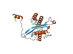 2b58: SSAT with coa_sp, spermine disordered, K26R mutant