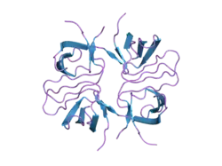 2fpf: Crystal structure of the ib1 sh3 dimer at low resolution