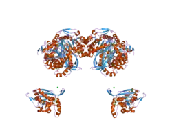 2ii5: Crystal structure of a cubic core of the dihydrolipoamide acyltransferase (E2b) component in the branched-chain alpha-ketoacid dehydrogenase complex (BCKDC), Isobutyryl-Coenzyme A-bound form