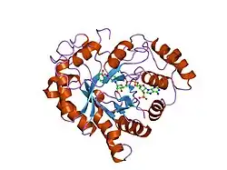 2inz: Crystal Structure of Aldose Reductase complexed with 2-Hydroxyphenylacetic Acid