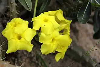 P. rosulatum in SCBG, from Flower View