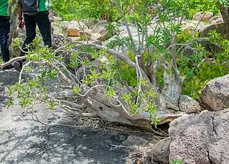 Pachypodium rosulatum at Tongo Hills in Ghana