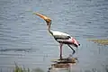 Painted stork
