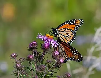 Two monarch butterflies on a New England aster plant; the butterflies have deep orange wings with black stripes, and their bodies and the edges of their wings are black with small white dots