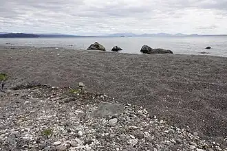 Northern Koura crayfish on the beach at Wharewaka