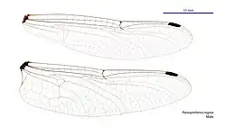 Male wings