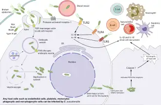 Diagram showing the pathogenesis of melioidosis