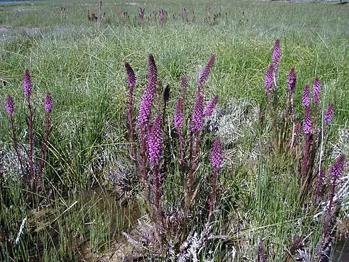 Colony along Firehole River, Yellowstone National Park