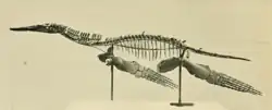 Photograph of a mounted skeleton in side view