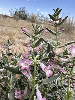 Pink flowers on an inflorescence above white edged leaves