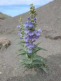 A plant growing in eroded sand and dark gravel of approximately pea size. The plant has large leaves like a spearhead with the widest part nearer the base and pointed tips, they are attached in pairs on opposite sides of two stems. The stem closer to the frame of the photograph has blue flowers all pointed one direction towards the viewer at the top of the stem. The flowers are tubular and are just budding further up the inflorescence, barely developed at all it its apex.