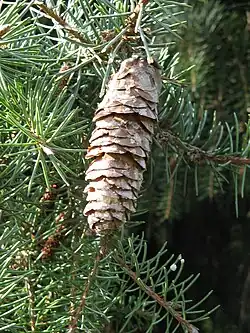 Mature cone