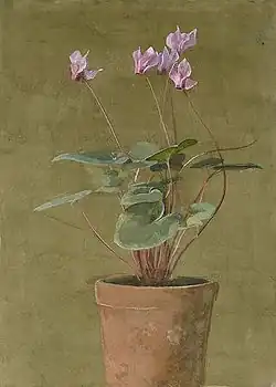 Pink Cyclamen, c. 1870s