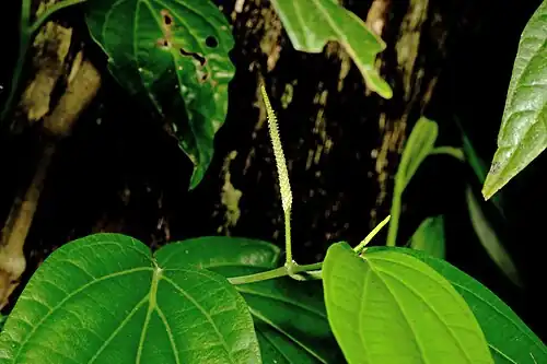 Foliage and flower spike