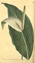 Botanical illustration