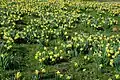 Meadow covered with wild daffodil, Le Tholy.