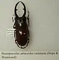 Prosopocoilus astacoides castaneus