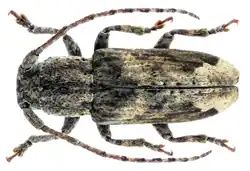 Pterolophia truncatipennis