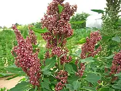 ICBA has been evaluating quinoa for use in dry and saline environments.