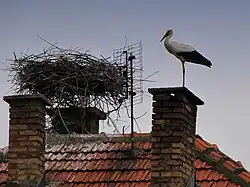 A stork's nest on the roof of a house