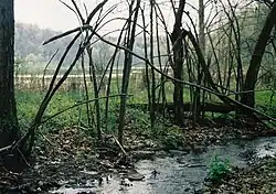 A small stream in the foreground lined with tangled small trees, in the background is a level are with standing water and fields edged by forest