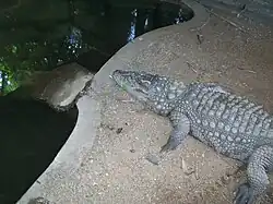 Crocodile
