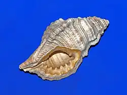 Fossil shell of Cymatium affine from Pliocene of Italy