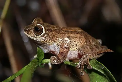 Lateral view