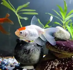 A redcap goldfish, with a long fancy tail, facing right