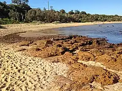 Photograph of dog on the rocks at Ricketts Point