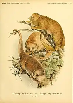 Drawing of brown cuscus
