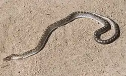 Glossy snake (Arizona elegans)