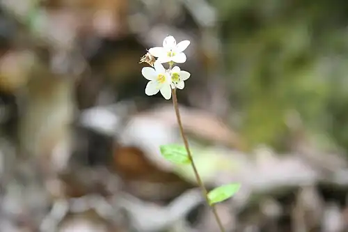 Inflorescence