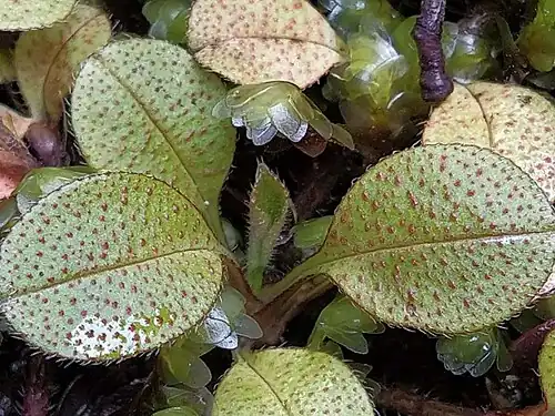 Close up of rosette leaves